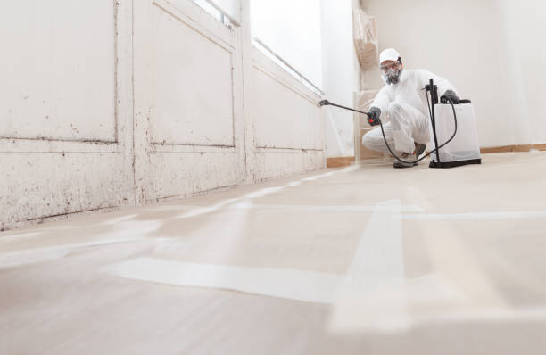 24/7 Emergency Black Mold Removal experts in Lincoln Park, NJ