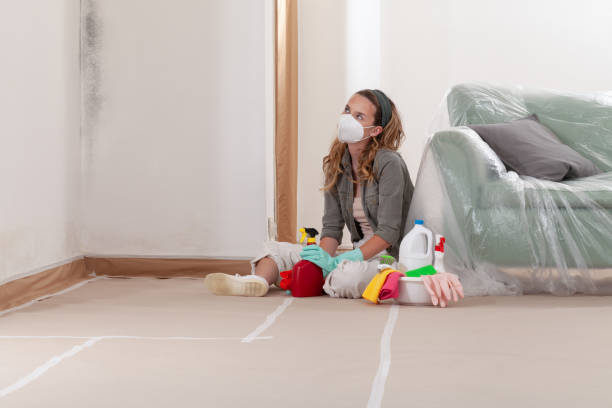 Reliable Black Mold Removal contractor in Lincoln Park, NJ by WQB Mold Removal