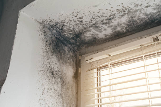 Affordable Black Mold Removal solutions in Lincoln Park, NJ